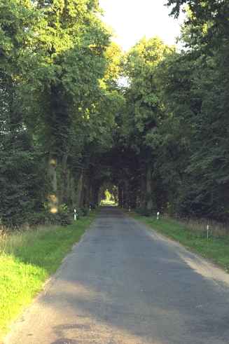 die Fortsetzung der Allee.