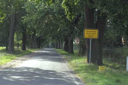 Street lined with lime trees .